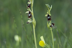 Flugblomster