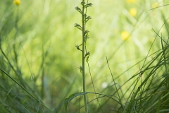 Tvåblad