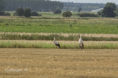 Vit stork