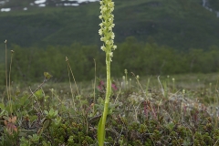 Fjällvityxne, Njulla (Nuolja) i bakgrunden