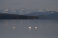 Sångsvan-Lappland