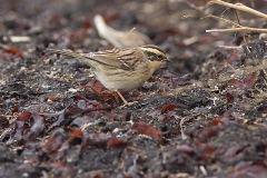 Sibirisk järnsparv_Öland 1610145304