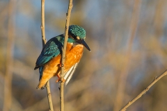 Kungsfiskare, Naturum Kristianstads vattenrike