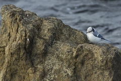 Azurmes_Öland_1610144722