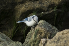 Azurmes_Öland_1610144738