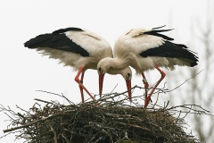 Vit-stork-Härnestad