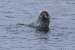 Naturum Kristianstads vattenrike 161109