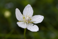 190803_5800_slåtterblomma