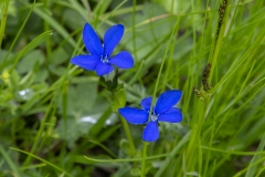 190804_6090_fjällgentiana