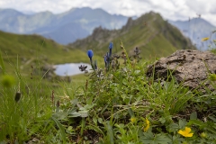 190804_6099_fjällgentiana