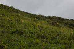 190804_6286_Elisblomsteralp