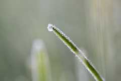 grässtrå_frost
