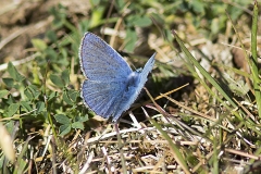 Hedblåvinge, Öland