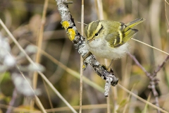 Kungsfågelsångare, Phylloscopus proregulus, Öland 2016-10-14