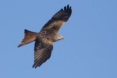 Röd-glada-blå-himmel