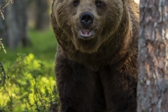 Stor björn