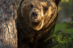 Björn