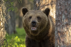 Glad björn