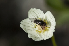 Slåtterblomma med en fluga av okänd sort