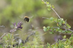 En humla av okänd art besöker svarthö på en fjällhed med dvärgbjörk