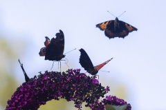 Flygande fjärilar