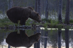 Den stora björnhannen dricker i sommarnatten