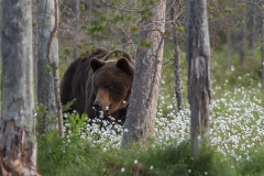 Björn i tuvull