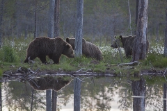 Tre björnar - den här natten var det många, max 8 framför gömslet samtidigt