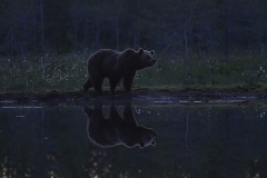 Björnen speglas i den stilla sjön i sommarnatten