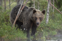 Björn äter vattenväxter - jag tyckte han kunde ha gått ut och badat lite