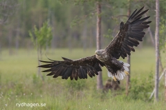 Havsörn in för landning