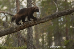 Järv klättrar på liggande stam