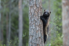 Järv som klättar på träd