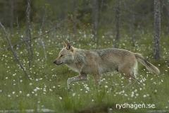 Varg - det här var det bästa fotoläget som jag fick på vargarna