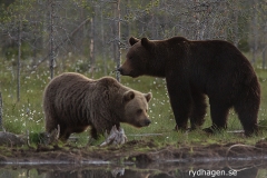 björnar