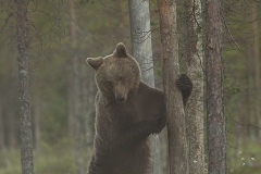 björn i skogen