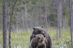 Björnar som parar sig