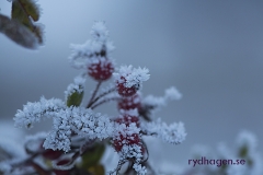 Nypon-med-rimfrost-161114_6695_rhp