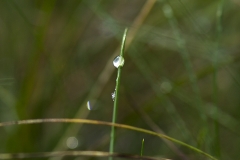 En droppe på ett grässtrå