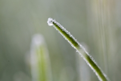 Grasstra-med-frost