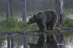 Björnspegel_0336