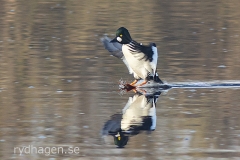 Goldeneye