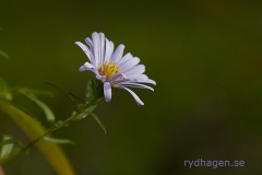 Aster