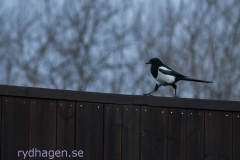 Skata - på väg hem från nyårsfirande, fracken fortfarande på...