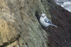 Azurmes_Öland_1610144788