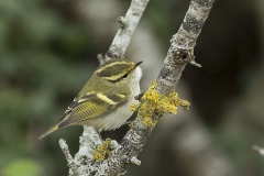 Kungsfågelsångare_Öland_1610145473