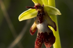 Flugblomster_2_0389