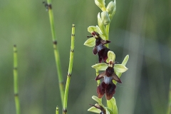 Flugblomster