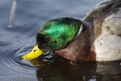 Gräsandsdrake - men kan någon förklara den lilla gröna fläcken på bröstsidan?