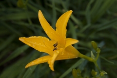 Hemerocallis-2